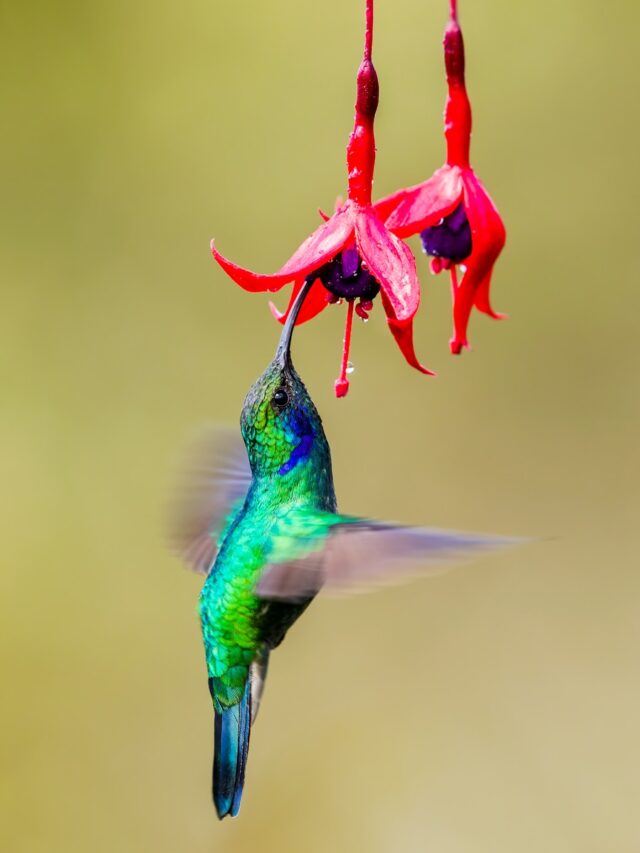 When Hummingbirds Are Set to Emerge in Every State